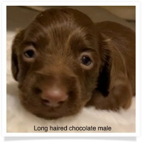 AKC Chocolate Long Hair Male Miniature Dachshund Puppy