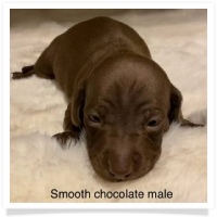 AKC Chocolate Smooth Coat Male Miniature Dachshund Puppy