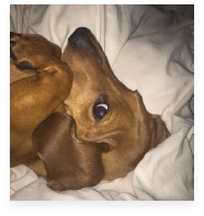 Cooper the Red Miniature Dachshund in His Happy Home!