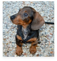 Benny the  Miniature Dachshund in His Happy Home!