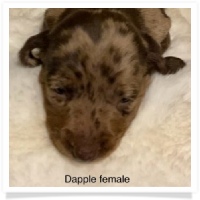 AKC Dapple Smooth Coat Female Miniature Dachshund Puppy