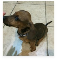 Fitz the Red Dapple Miniature Dachshund in His Happy Home!