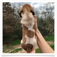 Goldie's CKC Red Piebald Short Hair Female Miniature Dachshund Puppy