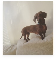 Gretchen the Red Miniature Dachshund in Her Happy Home!