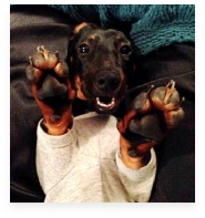 Jet the Black and Tan Miniature Dachshund in His Happy Home!