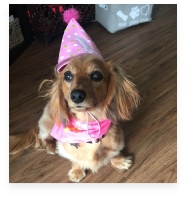 Lucy the Red Miniature Dachshund in Her Happy Home!