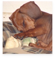Oscar the Red Miniature Dachshund in His Happy Home!