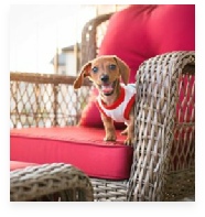 Piper the Red Miniature Dachshund in Her Happy Home!