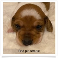 Red Piebald Smooth Coat Female Miniature Dachshund Puppy