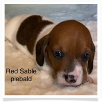 Red Sable Piebald Smooth Coat Female Miniature Dachshund Puppy