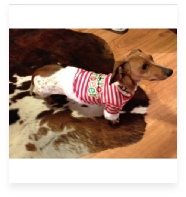 Sadie the Red Piebald Miniature Dachshund in Her Happy Home!