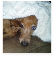 Roxie the Red Dapple Miniature Dachshund in Her Happy Home!