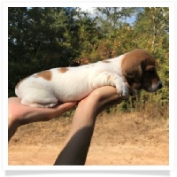 Ginger's AKC and CKC Red Piebald Male Miniature Dachshund Puppy
