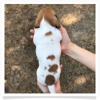 Ginger's AKC and CKC Red Piebald Male Miniature Dachshund Puppy