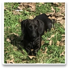 Minidatsun's Cinderella Dream - AKC and CKC Solid Black Short Hair Miniature Dachshund