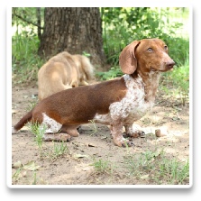 Minidatsun's Dusty Cowboy - AKC and CKC Chocolate Based Red Piebald Short Hair Miniature Dachshund