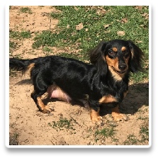 Minidatsun's Crystal Gem - AKC and CKC Black and Tan Long Hair Miniature Dachshund