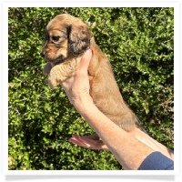 Crystal's AKC & CKC Shaded Cream or Red Long Hair Female Miniature Dachshund Puppy