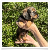 Crystal's AKC & CKC Shaded Red Long Hair Male Miniature Dachshund Puppy