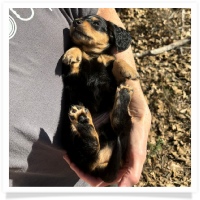 Crystal's AKC & CKC Black & Tan Long Hair Male Miniature Dachshund Puppy