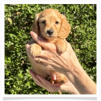 Crystal's AKC & CKC Light Red Long Hair Female Miniature Dachshund Puppy