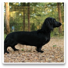 Ebony Ann Schneider - AKC and CKC Solid Black Long Hair Miniature Dachshund
