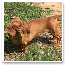 Minidatsun's Ginger Snaps - AKC and CKC Red Short Hair Miniature Dachshund