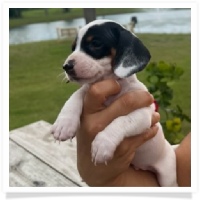 Black and Tan Piebald Short Hair Male Miniature Dachshund Puppy