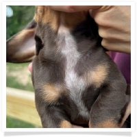 CKC Chocolate & Tan Short Hair Male Miniature Dachshund Puppy