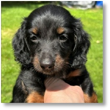Missy's AKC Black & Tan Long Hair Male dachshund puppy