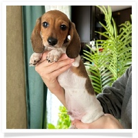 Pepper's CKC Shaded Red Piebald Short Hair Male Miniature Dachshund Puppy