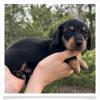 Pepper's CKC Black & Tan Short Hair Male Miniature Dachshund Puppy
