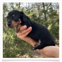 Pepper's CKC Black & Tan Short Hair Male Miniature Dachshund Puppy