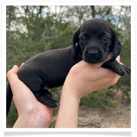 Pepper's CKC Solid Black Short Hair Female Miniature Dachshund Puppy
