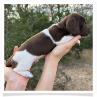 Pepper's CKC Chocolate Piebald Short Hair Female Miniature Dachshund Puppy