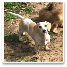 Minidatsun's Strawberry Shortcake - CKC Light Red or Cream Piebald Dapple Short Hair Miniature Dachshund