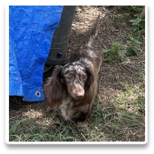 Minidatsun's Strawberry Shortcake - CKC Light Red or Cream Piebald Dapple Short Hair Miniature Dachshund