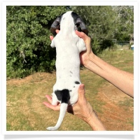 Ginger's AKC & CKC Black & Tan Piebald Short Hair Female Miniature Dachshund Puppy