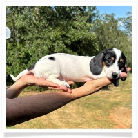 Ginger's AKC & CKC Black & Tan Piebald Short Hair Female Miniature Dachshund Puppy