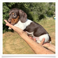 Ginger's AKC & CKC Chocolate & Tan Piebald Short Hair Female Miniature Dachshund Puppy
