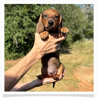 Ginger's AKC & CKC Red Short Hair Male Miniature Dachshund Puppy