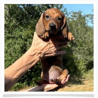 Ginger's AKC & CKC Red Short Hair Male Miniature Dachshund Puppy