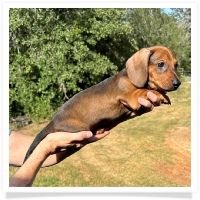 Ginger's AKC & CKC Red Short Hair Male Miniature Dachshund Puppy