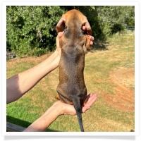 Ginger's AKC & CKC Red Short Hair Male Miniature Dachshund Puppy
