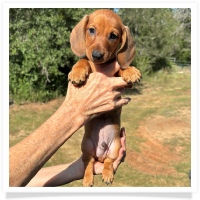 Ginger's AKC & CKC Red Short Hair Male Miniature Dachshund Puppy