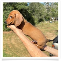Ginger's AKC & CKC Red Short Hair Male Miniature Dachshund Puppy