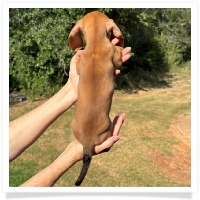Ginger's AKC & CKC Red Short Hair Male Miniature Dachshund Puppy