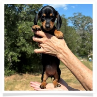 Shortcake's CKC Black & Tan Short Hair Female Miniature Dachshund Puppy