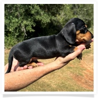 Shortcake's CKC Black & Tan Short Hair Male Miniature Dachshund Puppy