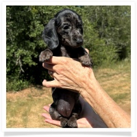 Shortcake's CKC Solid Black Dapple Female Miniature Dachshund Puppy